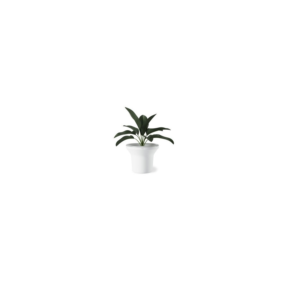 Porta plantada brilhante ora