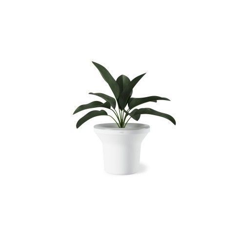 Porta plantada brilhante ora